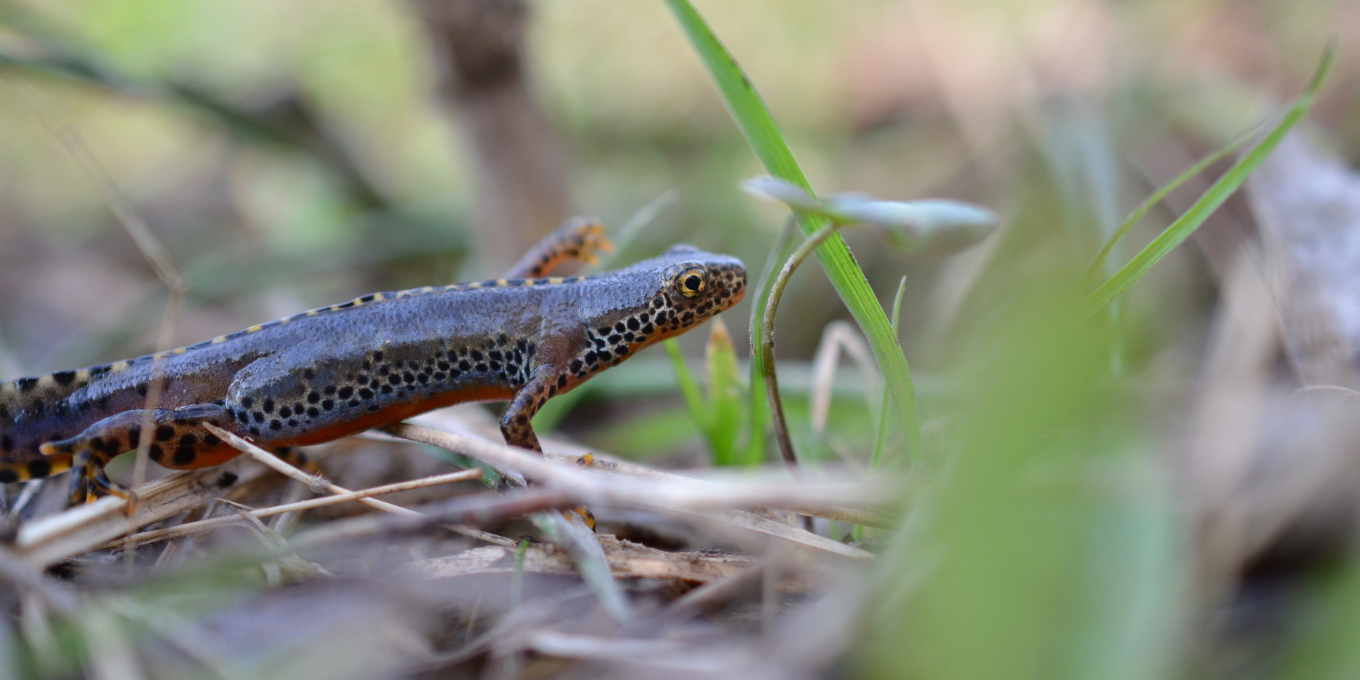 Suivis quotidiens du dispositif de sauvetage des amphibiens à Villers-le-Lac